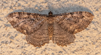 Rheumaptera meadii