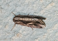 Spodoptera dolichos