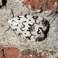 Polygrammate hebraeicum