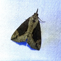 Hypena baltimoralis