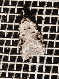 Carposina unidentified species