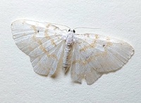 Hydrelia albifera