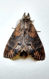 Dasylophia thyatiroides