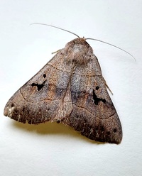 Panopoda carneicosta