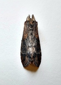 Dasylophia thyatiroides