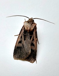 Feltia subgothica