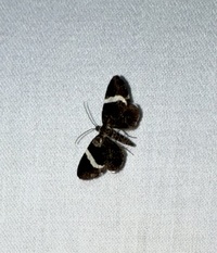 Trichodezia albovittata