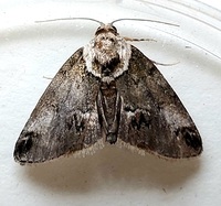 Baileya australis