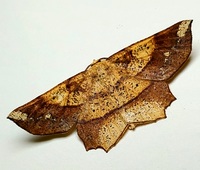 Euchlaena amoenaria