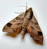 Darapsa myron
