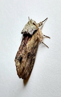 Oedemasia semirufescens