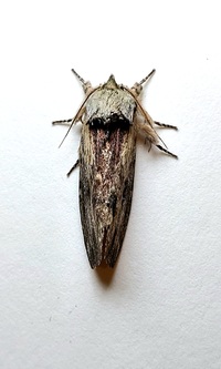 Oedemasia semirufescens