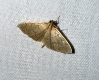 Anania unidentified species