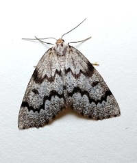 Nepytia canosaria