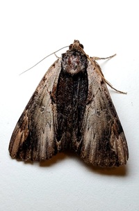 Catocala ultronia