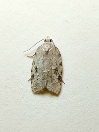 Acleris placidana