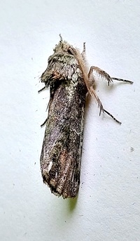 Coelodasys unicornis