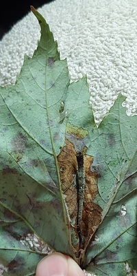 Catastega aceriella