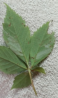 Phyllocnistis ampelopsiella