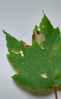 Cameraria aceriella