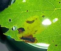 Cameraria aceriella