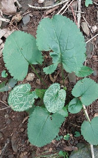 Phyllocnistis insignis