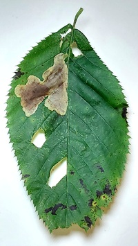 Cameraria ostryarella