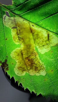 Cameraria ostryarella