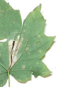 Catastega aceriella