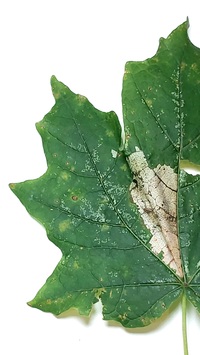 Catastega aceriella