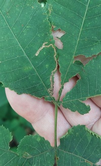 Stigmella caryaefoliella