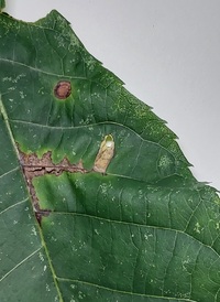 Coptodisca lucifluella
