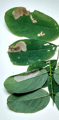 Macrosaccus robiniella