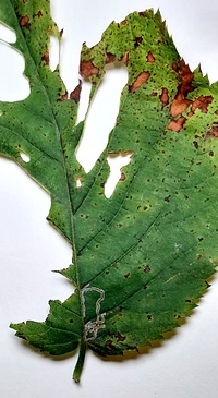 Stigmella unidentified species