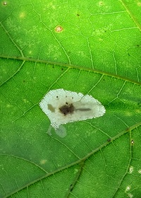 Phyllonorycter lucidicostella