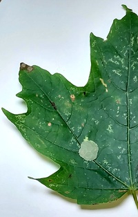 Paraclemensia acerifoliella