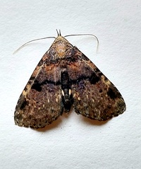 Metalectra quadrisignata