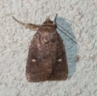 Pseudorthodes vecors