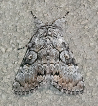 Charadra deridens