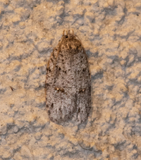 Bibarrambla allenella