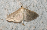 Patania silicalis