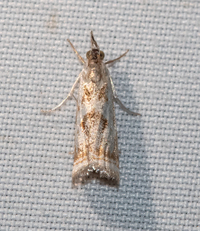 Microcrambus elegans