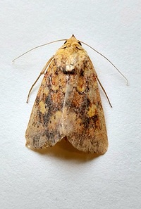 Perigea xanthioides