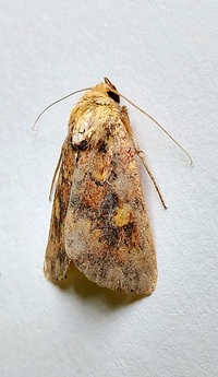 Perigea xanthioides