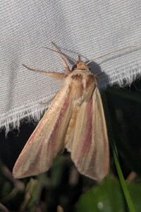 Dargida rubripennis