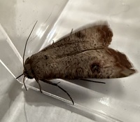 Anicla infecta