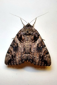 Catocala piatrix