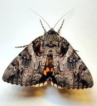 Catocala piatrix