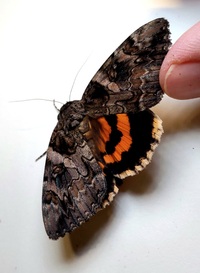 Catocala piatrix