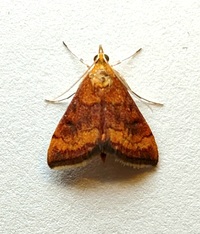 Pyrausta rubricalis